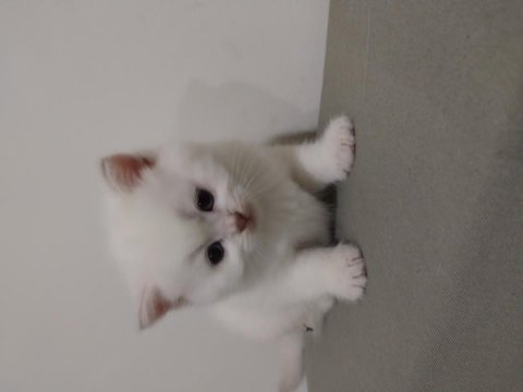 10 mayıs doğumlu scottish fold bebekler ailelerini arıyor