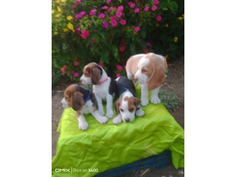 Uygun beagle yavruları
