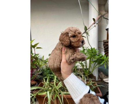 Mükemmel kalitede kıvır kıvır toy poodle yavrular