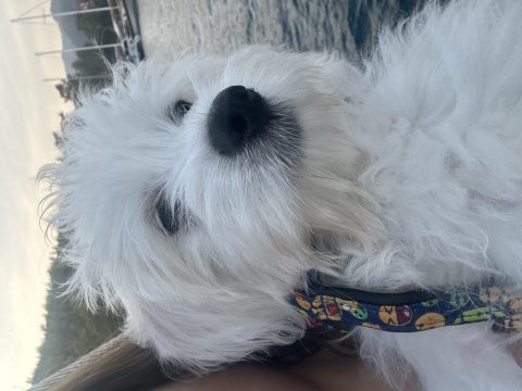 Dünya tatlı oglum maltese