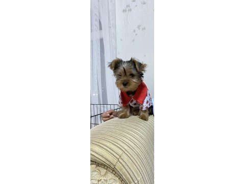 Üç aylık yavru yorkshire terrier