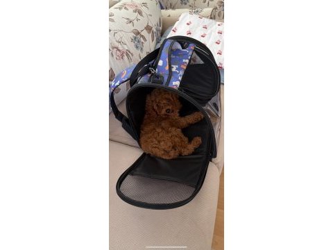 Toy poodle yavrumuz 3.5 aylık tüm aşıları tam (erkek)