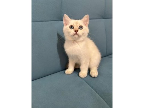 Blue point british shorthair kızımız yeni yuvasını arıyor