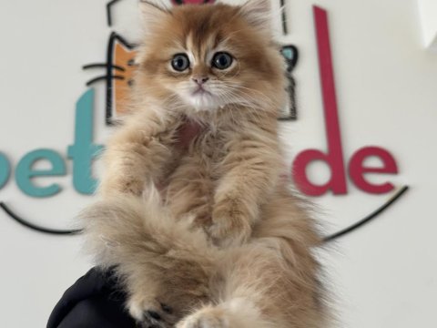 Yasal çiftlikden ziyarete açık golden longhair british