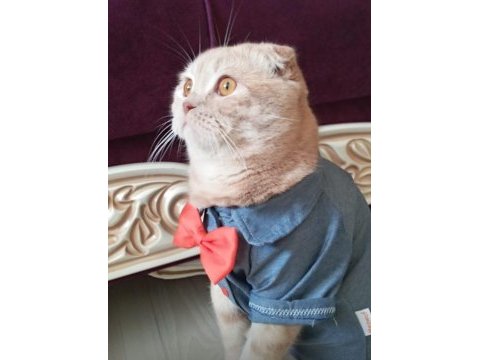 İki aylık scottish fold ücretsiz sahiplendirme