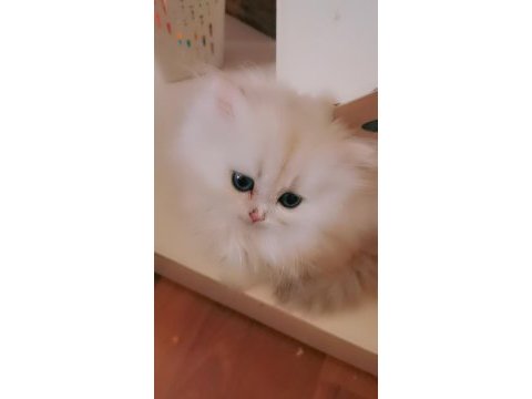 Tombul şirin silver british longhair erkek