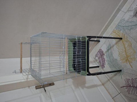 Bebek cennet papağanı