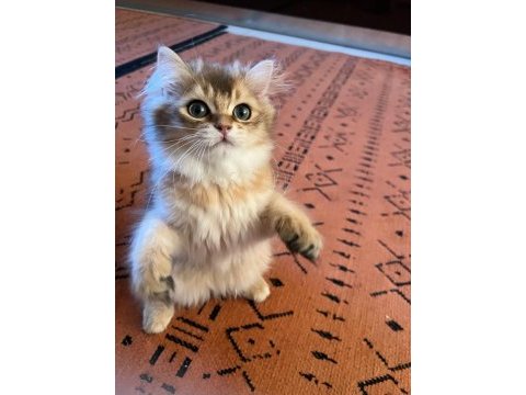 British longhair meraklılarına duyrulur