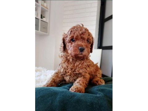 Toy poodle mükemmel yavrular