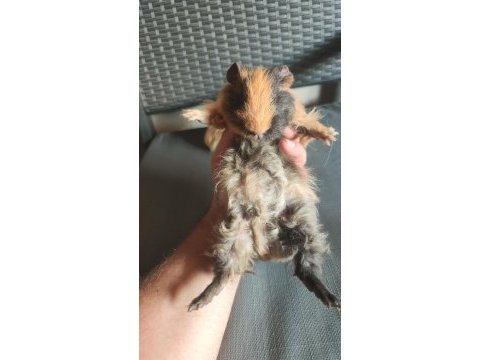2 adet erkek ginepig