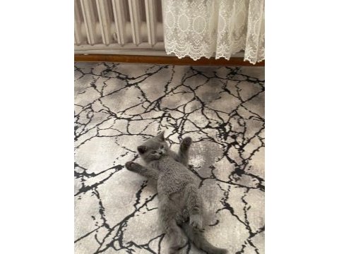 55 günlük erkek yavru british shorthair