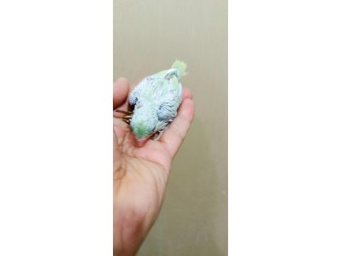 Gökkuşağı turkuaz erkek forpus