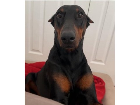 Hırslı doberman yavrular