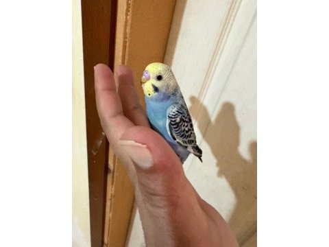 43 günlük erkek bebek muhabbet kuşu