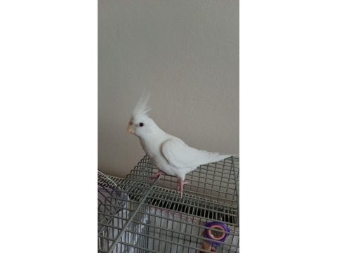 Full evcil muhabbet kuşu ve sultan papağanı