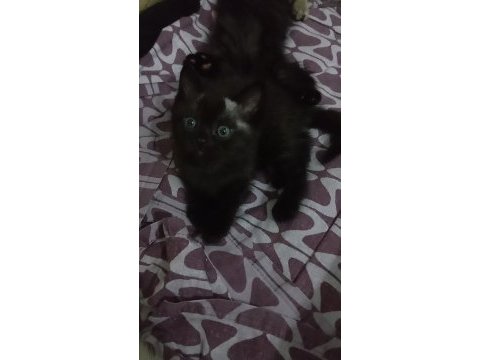 2 aylık british shorthair bebeklerim