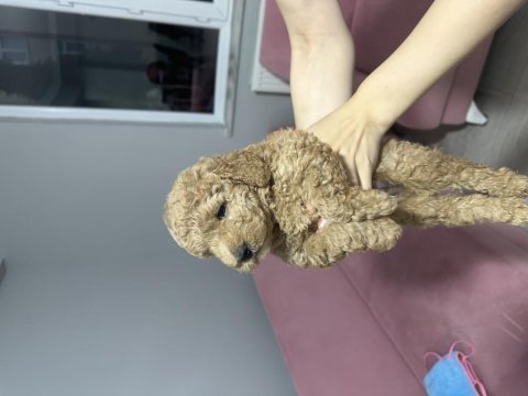 2 aylık toy poodle yavruları