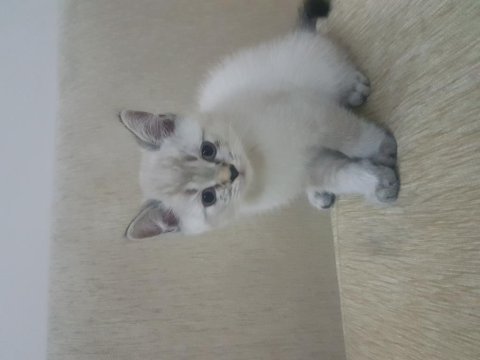 British shorthair 2 aylık erkek
