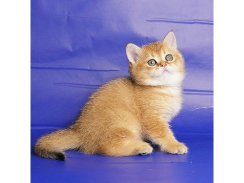 British longhair yavruları
