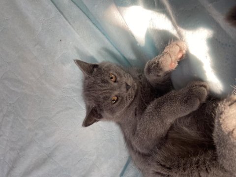 British shorthair topidik yeni yuvasını arıyor