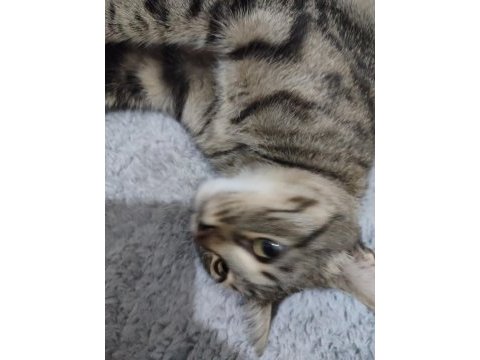 Tekir kedimiz 2 yaşında