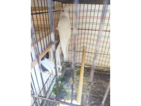 Sultan papağanı albino ve wf