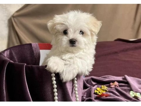 Orjinal maltese terrier yavrularımız dişi ve erkek