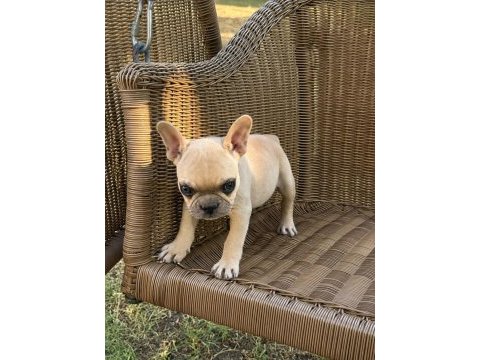 French bulldog köpeğimiz
