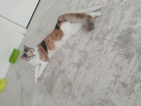 Yavru kedime acil yuva arıyoruz
