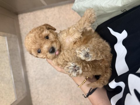 Dişi toy poodle bebek ailesini arıyor
