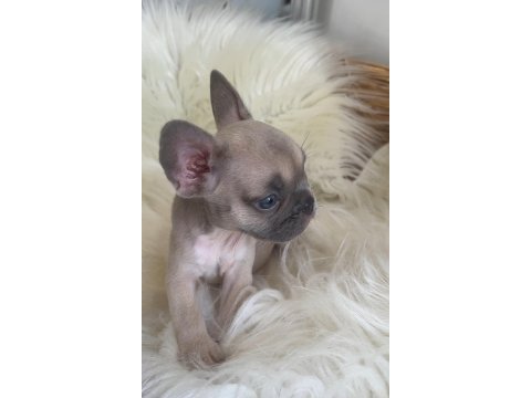 Exotic renk french bulldog yavrularım