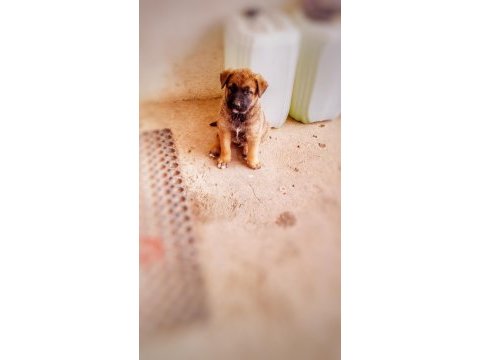 Orjinal saf belçika malinois deli bunlar