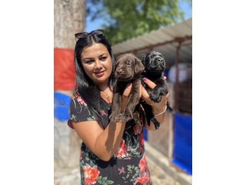 Çikolata labrador yavrularım
