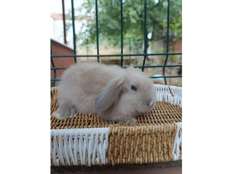 Hollanda teddy lop yavru tavşanlar