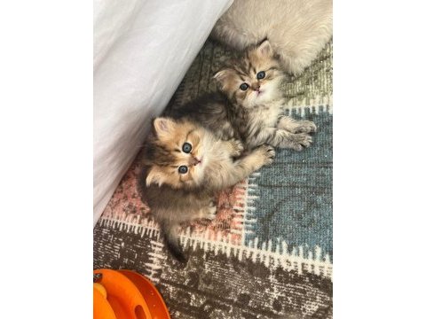 50 günlük british longhair