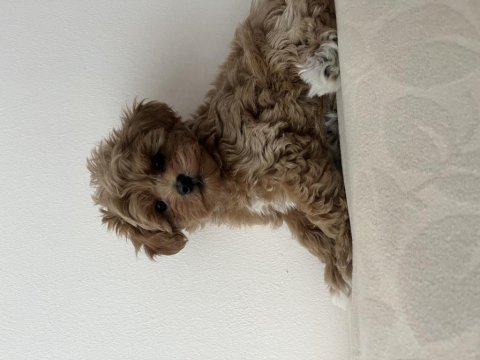 Birinci sınıf teacup maltipoo yavrular