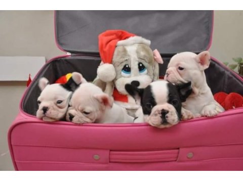 French bulldog yavruları