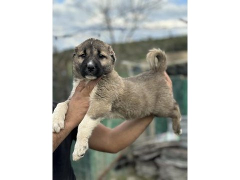 Karaboğa kangal yavruları bir