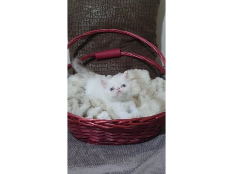 Exotic shorthair kızlar