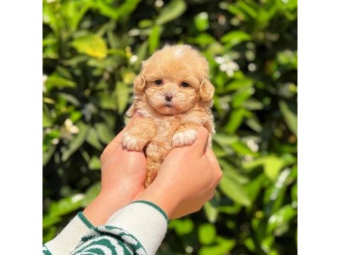 Teacup maltipoo 2.5 aylık dişi yavrumuz