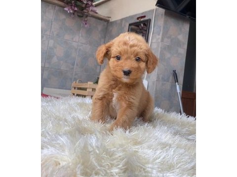Maltipoo yavrularım harika renk anatomi ve boy