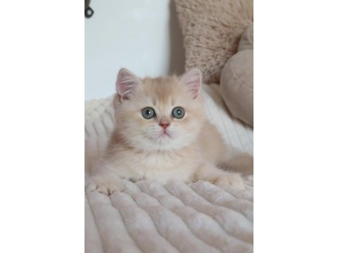 Krem rengi dişi yavru british shorthair