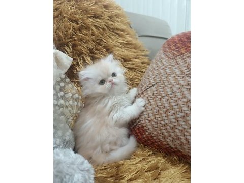 Kusursuz iran persian yavrular