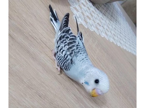 Ev üretimi yeni doğan dişi muhabbet kuşu