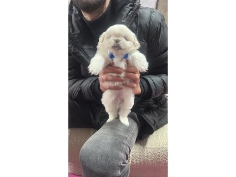 40 günlük yavru beyaz pekinez