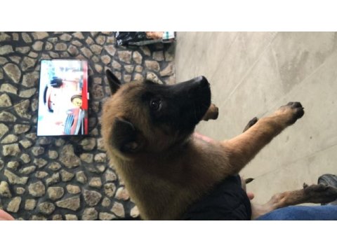 2.5 belçika kurdu değerini bilene