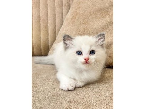 Bicolor ragdoll bebekler