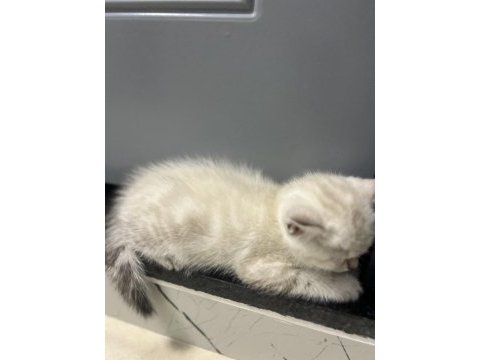 British shorthair yavru kedi