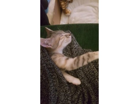 6 aylık kedimiz honey için yuva arıyoruz