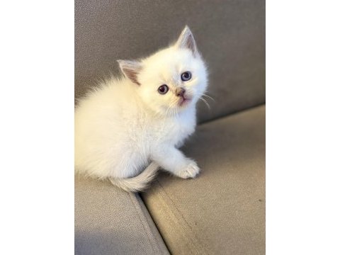 British shorthair yavrularımız